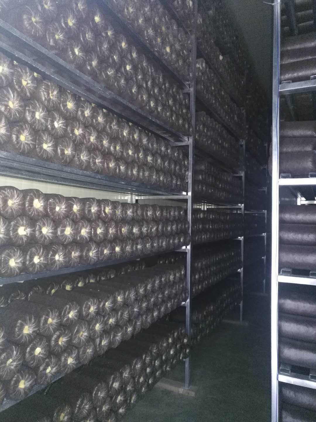 規范整齊的菌種培養.png